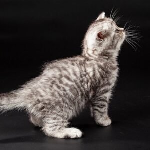 Boni purebred Scottish straight silver tabby female