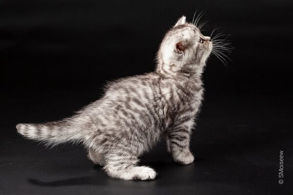 Boni purebred Scottish straight silver tabby female
