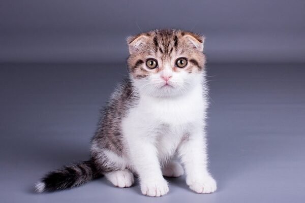 Zein Scottish fold shorthair male kitten - Image 4