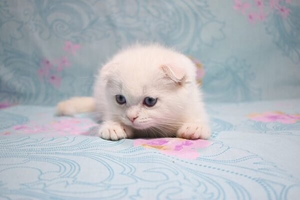 Fill Scottish fold shorthair male kitten - Image 3