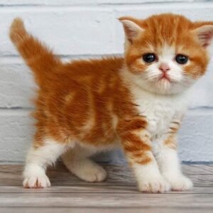 Fasolka Scottish straight shorthair male kitten