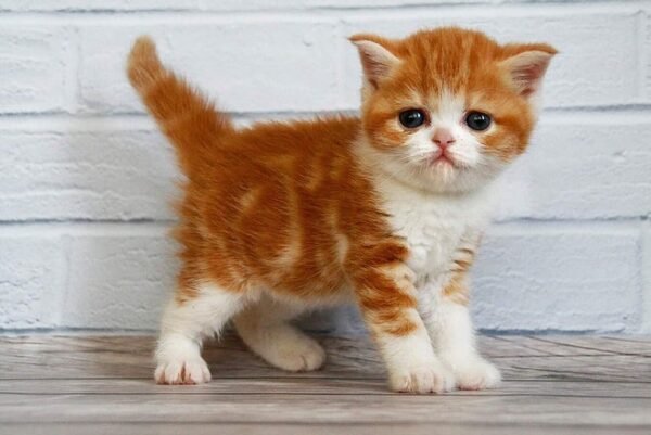 Fasolka Scottish straight shorthair male kitten