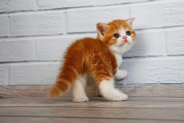 Fasolka Scottish straight shorthair male kitten - Image 4