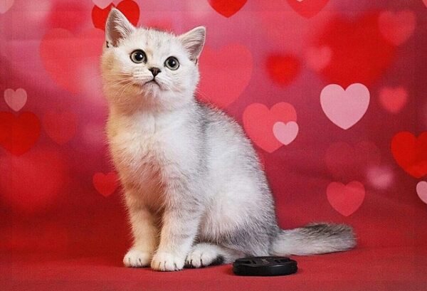 Aurora purebred British shorthair female kitten - Image 2