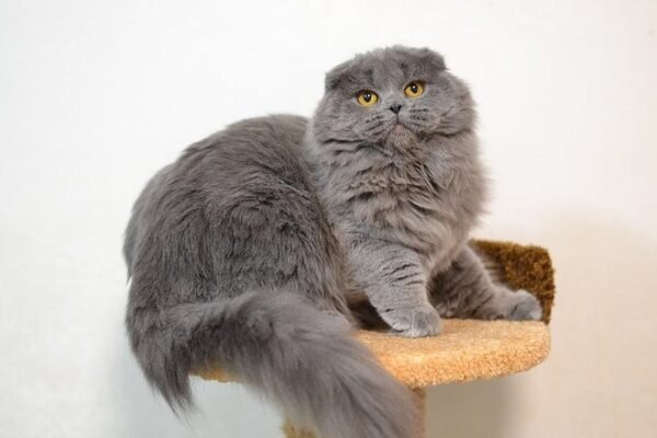 Crombie purebred Scottish longhair female kitten with folded ears in - Image 3