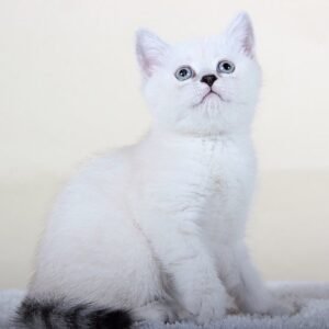 Muffi Scottish chinchilla color point boy