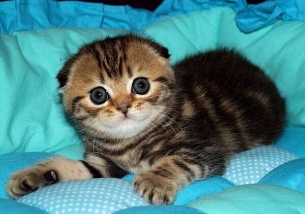 Disney Scottish fold shorthair male kitten - Image 2