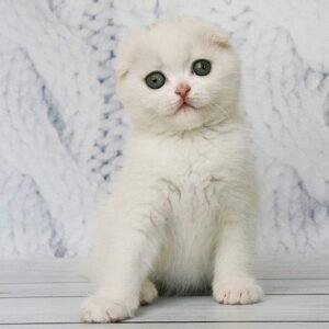 Belle (w62) white color Scottish fold male kitten