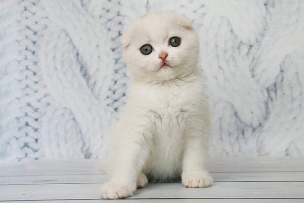Belle (w62) white color Scottish fold male kitten