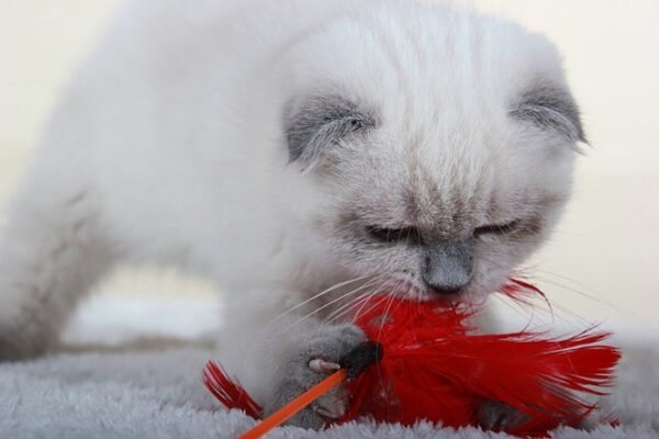 Katy color point Scottish fold female - Image 4