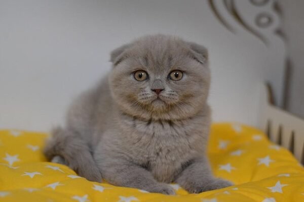 Fibi purebred Scottish fold in a lilac color - Image 2