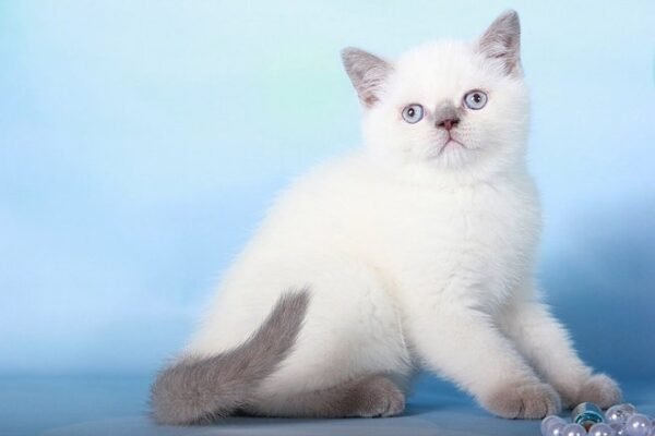 Yoshi lilac color point Scottish fold male kitten - Image 4