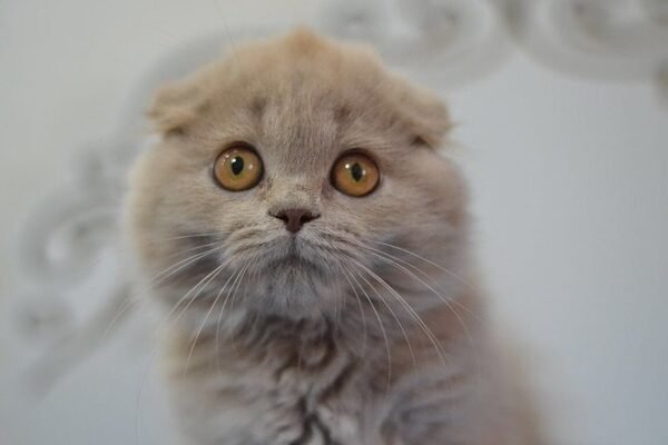 Soffi Scottish fold (highland) longhair female kitten in a lilac color - Image 4