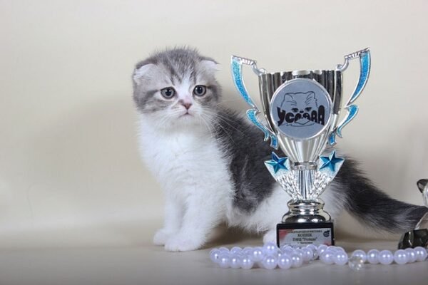 Antuan purebred Scottish fold in a blue marble on white color - Image 4
