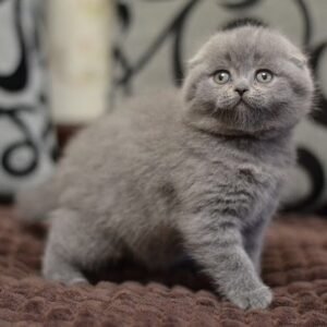 Lima Scottish fold shorthair female kitten