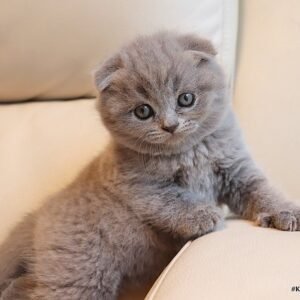 Britany purebred Scottish fold kitten in a blue color
