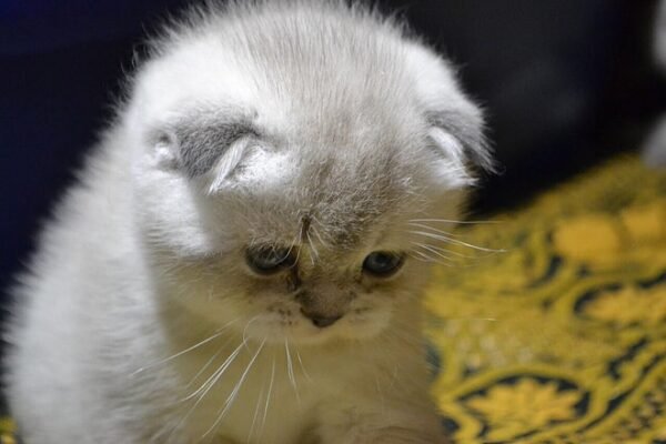 Best Paradise Maximus color point purebred Scottish fold shorthair kitten - Image 3