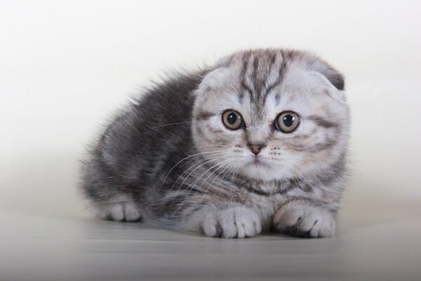 Alaina black marble color Scottish fold female kitten - Image 2