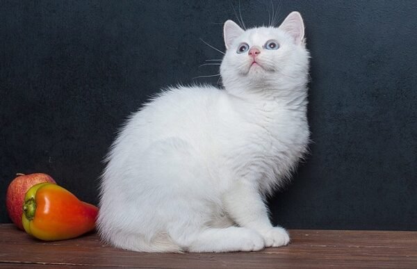 Wilson purebred British shorthair male kitten - Image 5