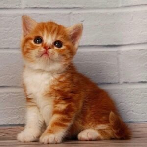 Faina Scottish straight shorthair female kitten