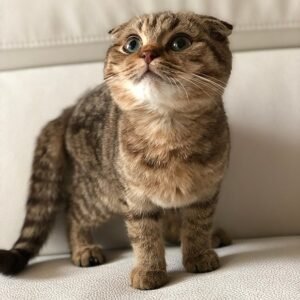 Leo purebred Scottish fold black tiger male