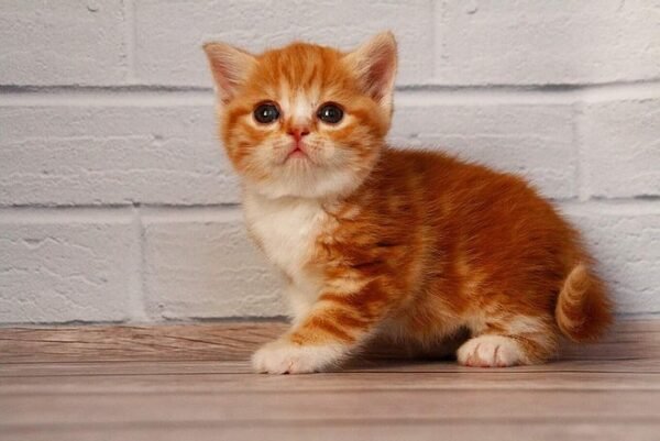 Faina Scottish straight shorthair female kitten - Image 4