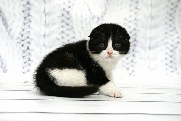 Dwayne Johnson purebred Scottish fold in a black on white color - Image 4