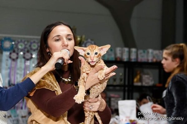 Dragon Lord Oriental male kitten - Image 3