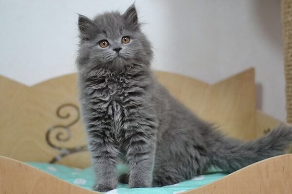 Leo Scottish straight longhair male kitten - Image 2