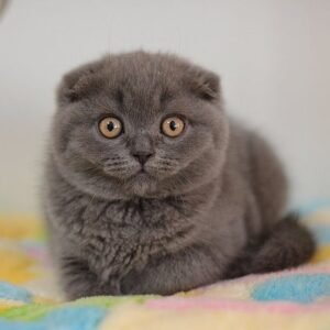 Panda dark blue Scottish fold girl