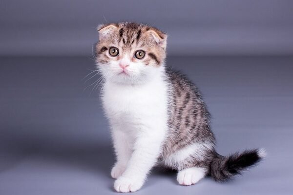 Zein Scottish fold shorthair male kitten - Image 2