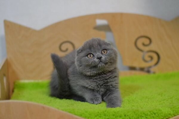 Pepper purebred Scottish fold kitten in a blue color - Image 3