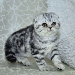 Tina purebred Scottish fold black marble girl