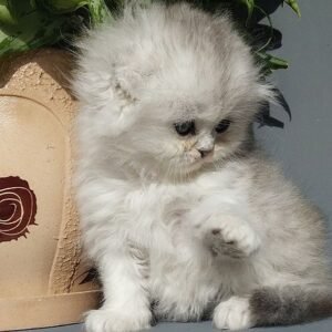 Guf Scottish fold male kitten