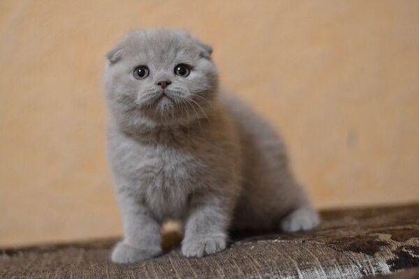 Don Pion purebred Scottish fold in a lilac color - Image 4