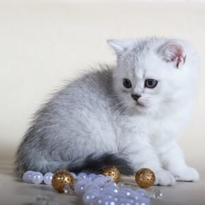Frost chinchilla color Scottish male kitten