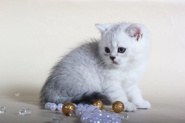 Frost chinchilla color Scottish male kitten