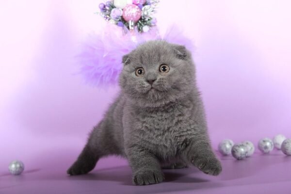 Kay purebred Scottish fold kitten in a blue color - Image 4