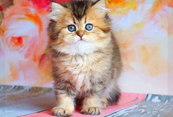Adriana purebred British longhair female kitten - Image 4