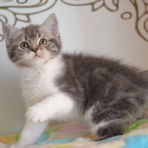 Angel super cute Scottish fold shorthair male kitten