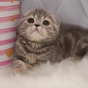 Gracia Scottish fold shorthair female kitten