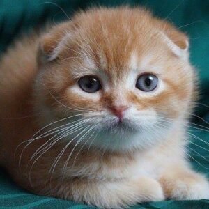 Tesey Scottish fold shorthair male kitten