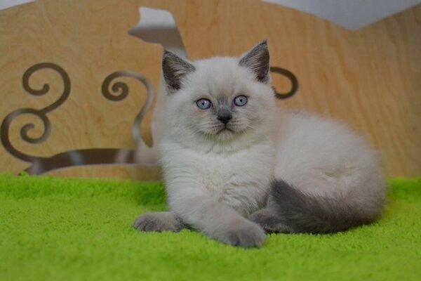 Gucci purebred Scottish straight with blue eyes - Image 3