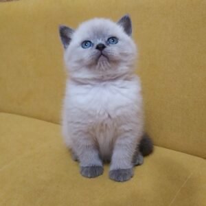 Pride Scottish straight shorthair male kitten