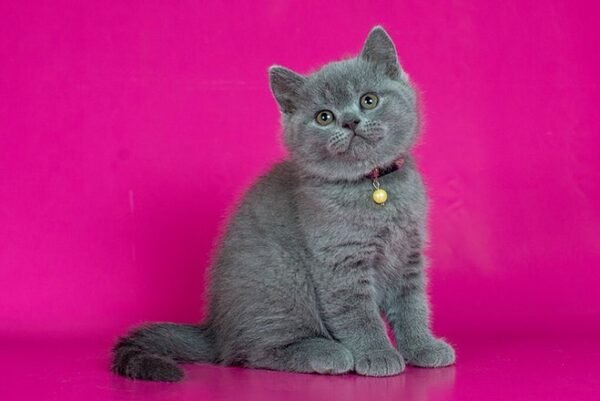 Darwin British shorthair male kitten - Image 4