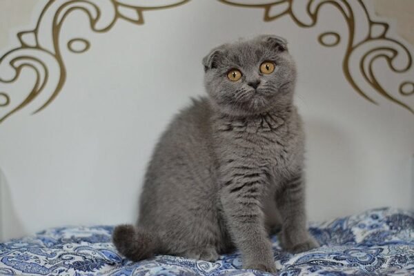 Kiki purebred Scottish fold kitten in a blue color - Image 5