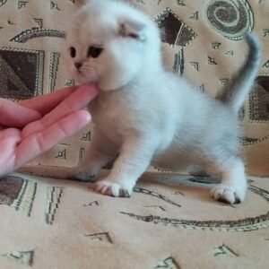 Bao Scottish fold silver chinchilla boy