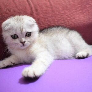Benjamin Scottish fold male kitten