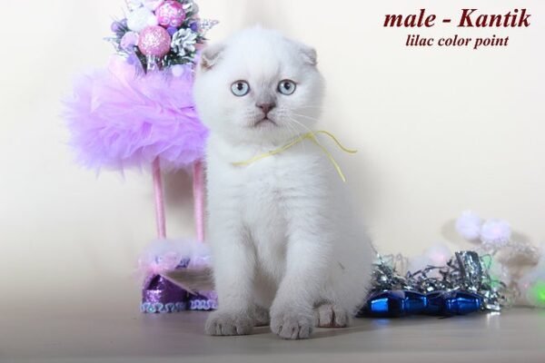 Kantik purebred Scottish fold lilac color point - Image 5