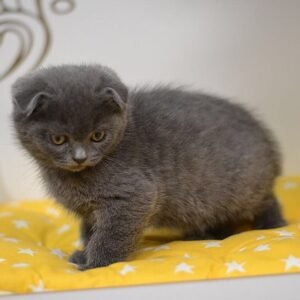 John Scottish fold shorthair male kitten